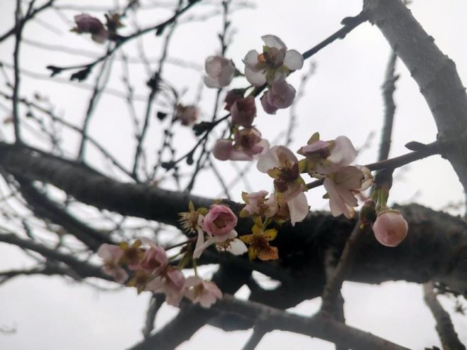 Neobična pojava u Prijedoru - japanska trešnja procvjetala u decembru (FOTO)