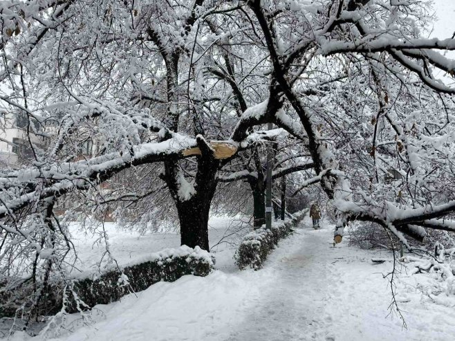 Banjaluka - zima, polomljena stabla - Foto: RTRS