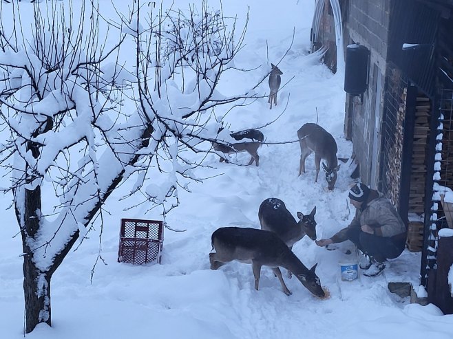 Srne na Palama - pitome i jedu iz ruke (FOTO)