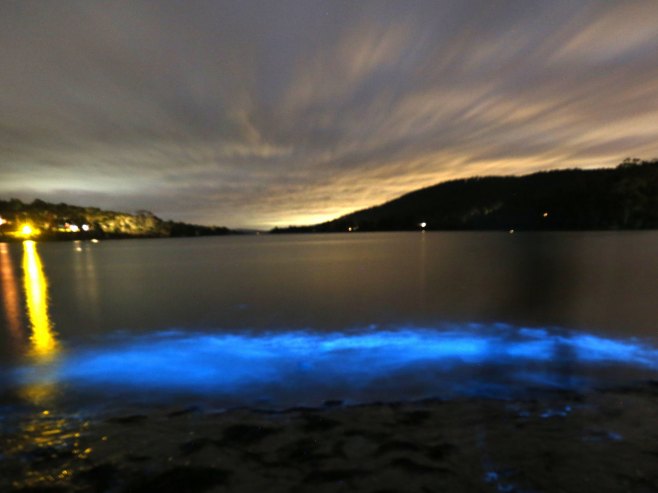 Velika količina svjetlucavih algi se vratila na obalu Tasmanije (FOTO)