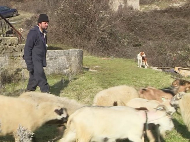 Porodica Šakota iz Hercegovine ne odmara ni u vrijeme praznika - žive od uzgoja ovaca i koza (VIDEO)