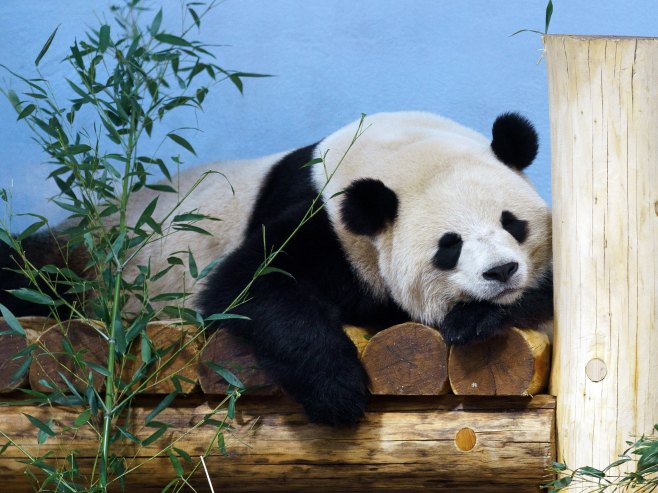 Bao Li panda (Foto: EPA-EFE/WILL OLIVER) - 