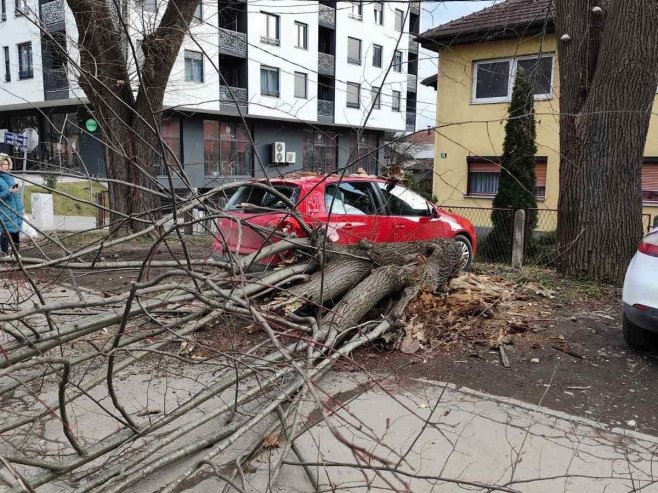 Banjaluka: Palo drvo - Foto: RTRS