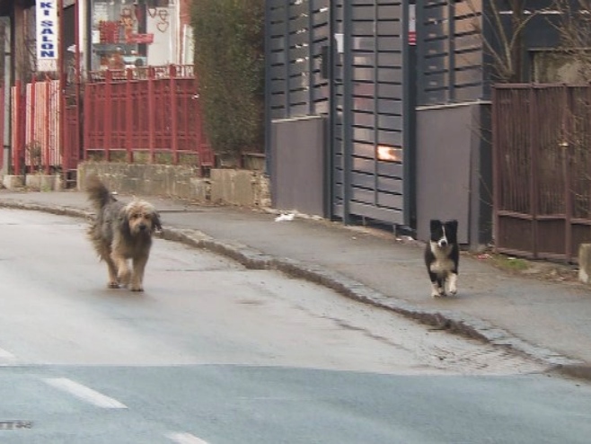 Psi lutalice - Foto: RTRS