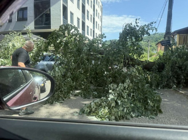 Banjaluka: Srušilo se drvo i oštetilo najmanje dva automobila (FOTO)