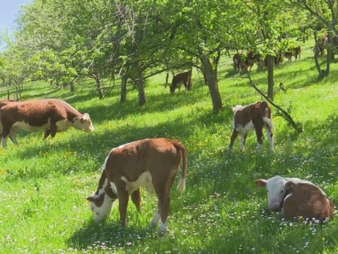 Porodica Zec - vrijedni domaćini i vlasnici farme goveda i rasnih konja (VIDEO)