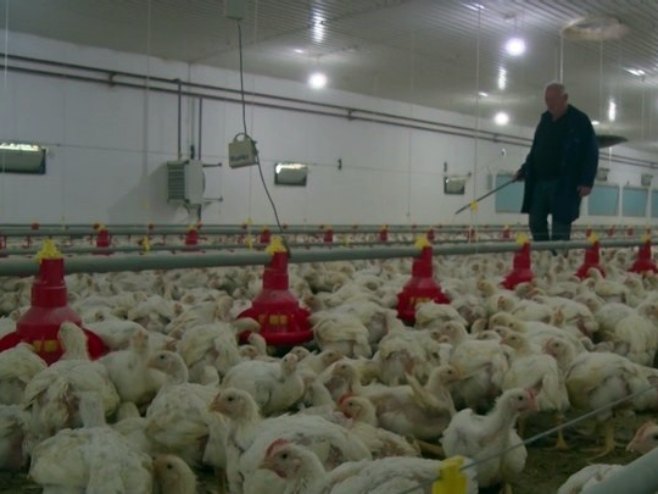 Podsticajima u poljoprivredi najviše se obradovali farmeri i stočari (VIDEO)