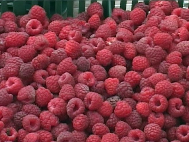 Kolika će biti cijena malina? (VIDEO)