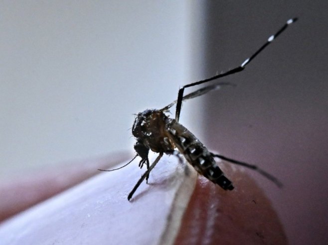 Virus Zapadnog Nila: Kako komarci donose tropske viruse u naše krajeve?