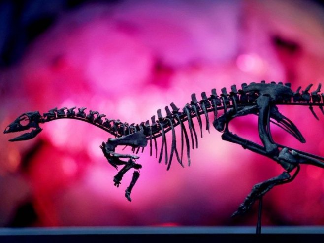 Otkrivena nova vrsta dinosaurusa: "Zagonetni trkač" u britanskom Prirodnjačkom muzeju (VIDEO)