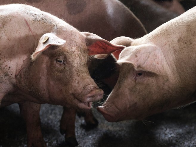 Na farmama kod Vukovara tri žarišta afričke kuge svinja