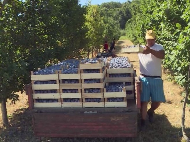 U Majevičkim voćnjacima počela berba šljive: Loša godina i za proizvođače i za otkupljivače (VIDEO)