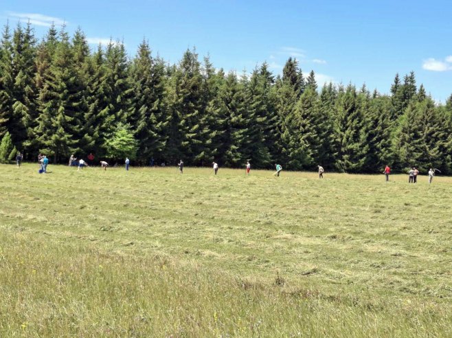 Kosidba Kosidba - Foto: RTRS