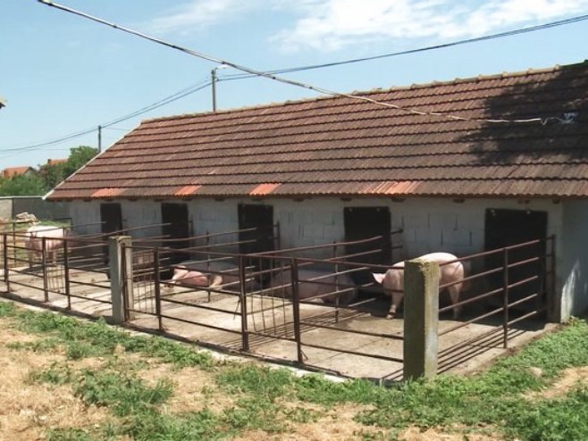 Afričke kuga svinja u Srbiji i Hrvatskoj; Zbog opasnosti od širenja bolesti pojačane mjere u Srpskoj