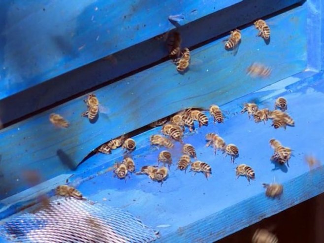 Šamac: Smanjeni prinosi meda zbog visokih temperatura (VIDEO)