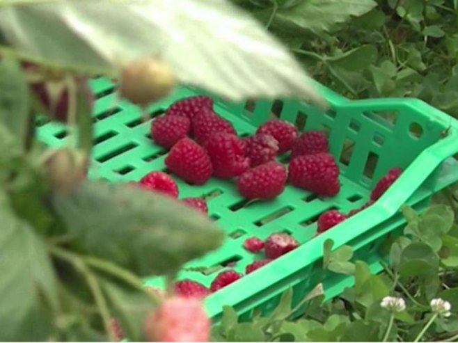Proizvođači malina traže veće otkupne cijene (VIDEO)