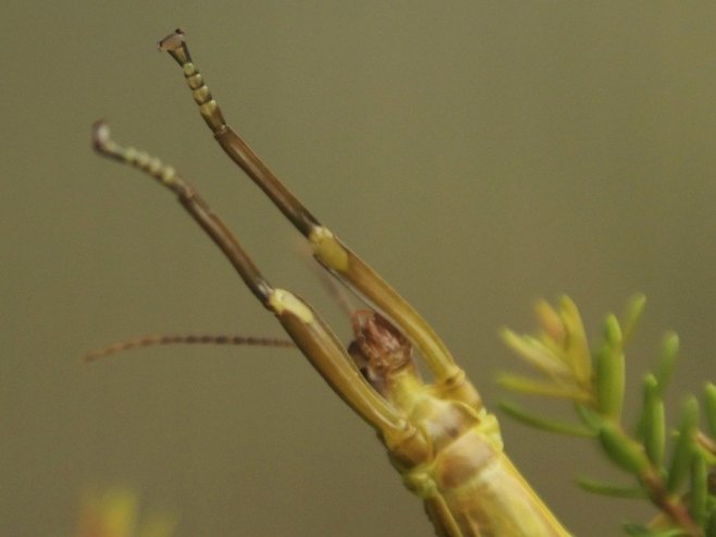 Nova, najteža, vrsta insekta otkrivena u Australiji (VIDEO)