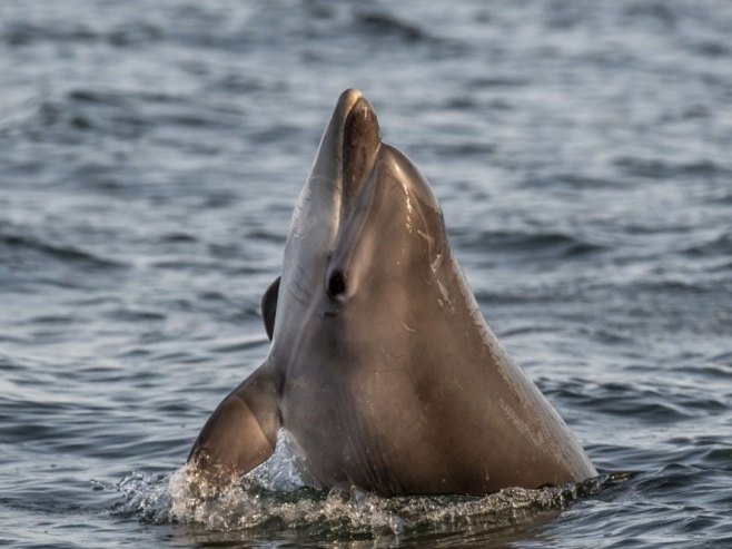 Delfin (Foto: EPA/Morten Stricker, ilustracija) - 