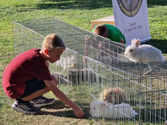 Izložba sitnih životinja u Doboju (FOTO)