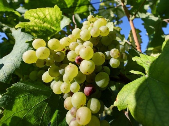Vinograd (Foto: EPA/RONALD WITTEK) Vinograd (Foto: EPA/RONALD WITTEK) -