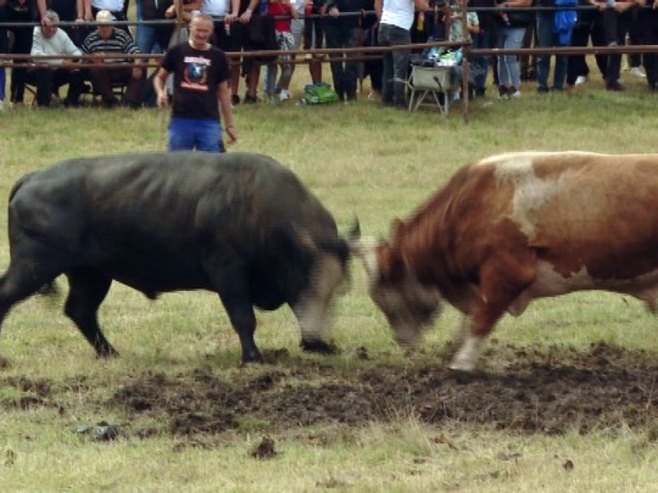 U Stričićima završen 60. Kočićev zbor - nadmetanja u narodnim vještinama i tradicionalna borba bikova (FOTO/VIDEO)