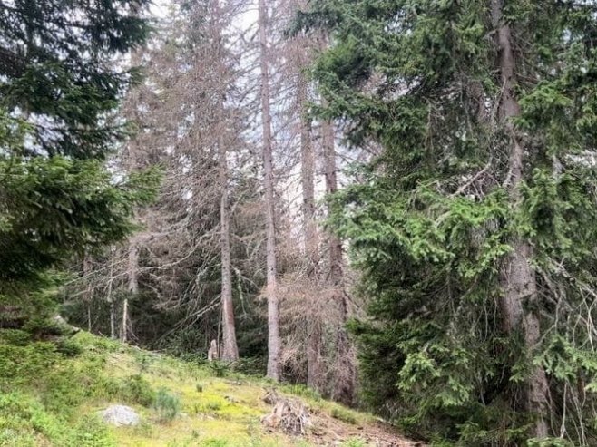 Od potkornjaka oboljelo 170.000 stabala u NP "Prokletije", šteta milionska