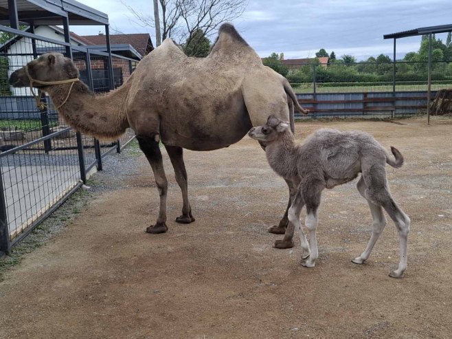 Zoološki vrt u Kozaruši Zoološki vrt u Kozaruši - Foto: SRNA