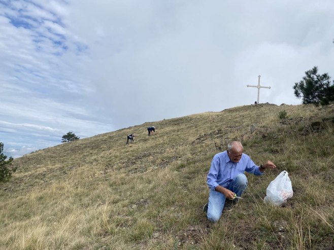 Branje trave ive na Gostilju: Običaj sačuvan od zaborava (FOTO)