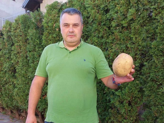 Glamočki krompir ove godine rodio izuzetno - poljoprivrednici prezadovoljni