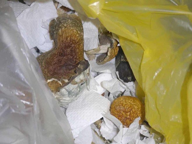 Prilikom kontrole saobraćaja pronađene i oduzete halucinogene gljive (FOTO)