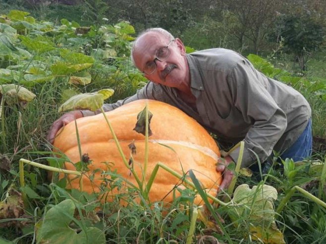 Na imanju Mila Višnjića bundeve i do 70 kilograma - Foto: SRNA