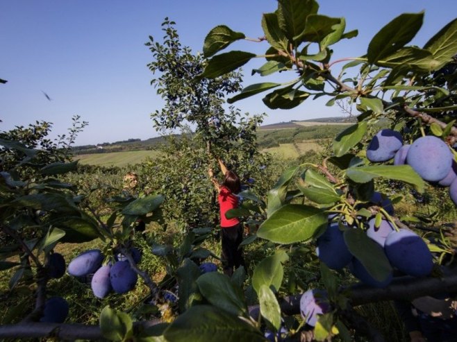 Za opštine Јezero i Foča obezbijeđeno 5.000 sadnica šljive