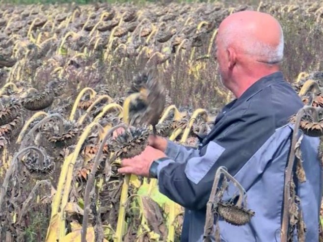 Žetva suncokreta u Posavini u punom jeku (VIDEO)