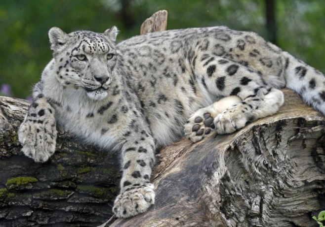 Leopard izazvao paniku u hotelu u Indoneziji
