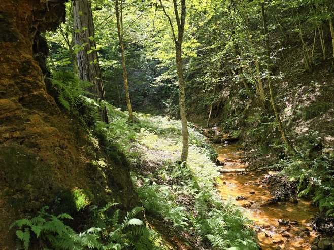 Park prirode "Guber" - Šumski ekosistem sa velikim pejzažnim vrijednostima