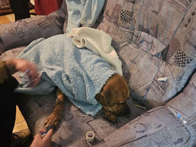 I dalje traju pretresi na mjestu borilišta pasa u Derventi (FOTO/VIDEO)