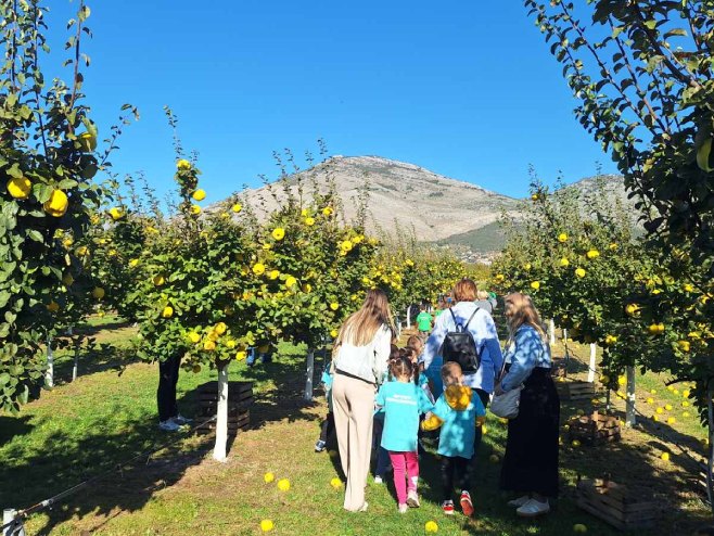 Trebinje: Mališani iz hercegovačkih vrtića ozvaničili početak ovogodišnje berbe dunja