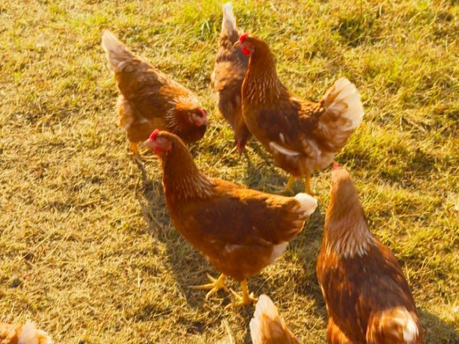 Zbog ptičijeg gripa prijeti nestašica jaja