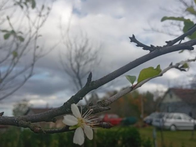 Neobične pojave kod Prijedoru - u oktobru procvejtale šljive (FOTO)