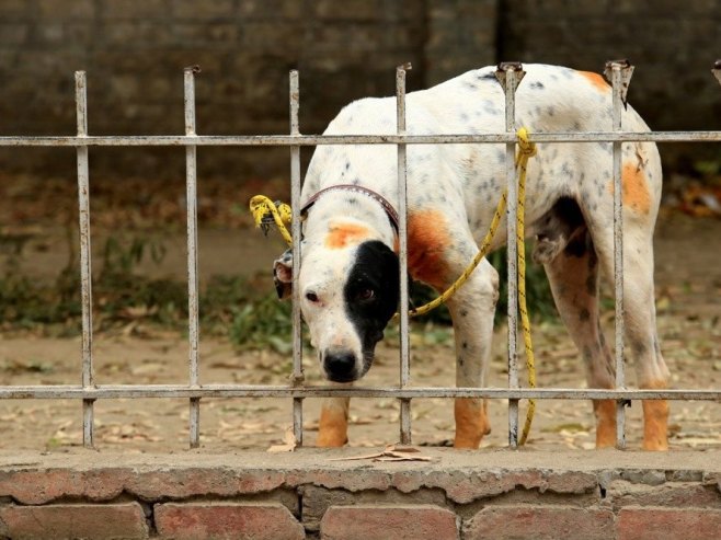 U Goraždu pas lutalica napao dječaka, nanio mu više povreda po glavi i tijelu U Goraždu pas lutalica napao dječaka, nanio mu više povreda po glavi i tijelu