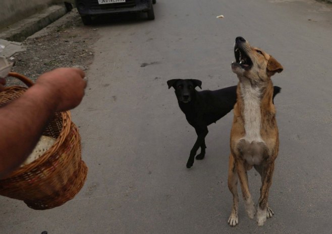 Psi (Foto: EPA/FAROOQ KHAN, ilustracija) Psi (Foto: EPA/FAROOQ KHAN, ilustracija) -