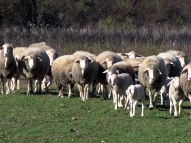 Na području Gradiške registrovana bolest tzv. plavog jezika (VIDEO)