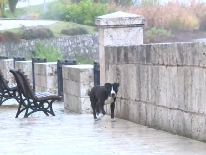 Psi lutualice predstavljaju veliki problem građanima Višegrada