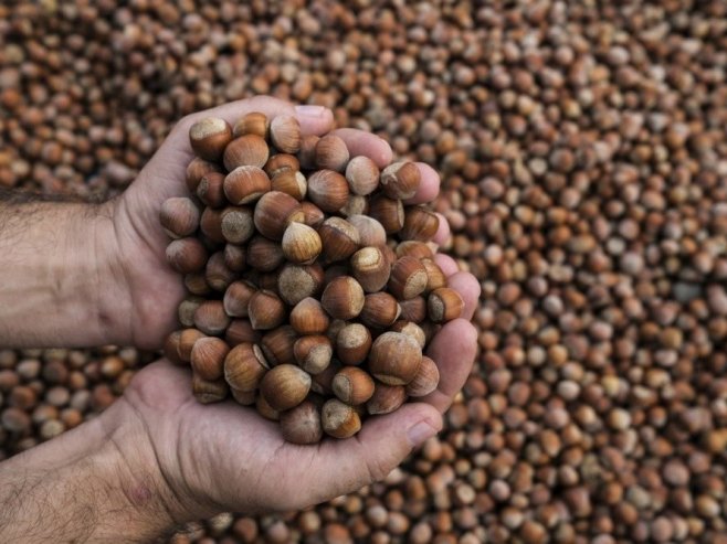 U Lijevče polju sve više zasada pod lješnikom (VIDEO)