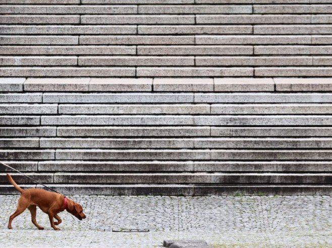 Pas (Foto: EPA/ANNA SZILAGYI) - 