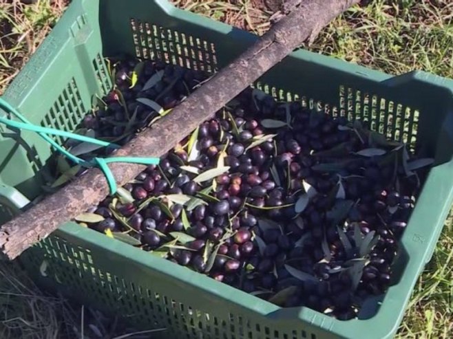 Berba maslina u Hercegovini privodi se kraju; Kvalitet i prinos odlični (VIDEO)