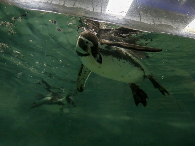 Pingvin (Foto: EPA/DIVYAKANT SOLANKI) - 