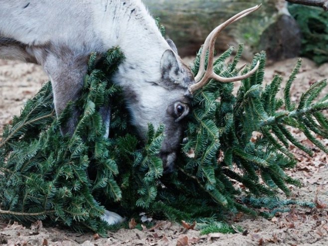 Konvoj irvasa na Kamčatki se sprema za predstojeće praznike (VIDEO)
