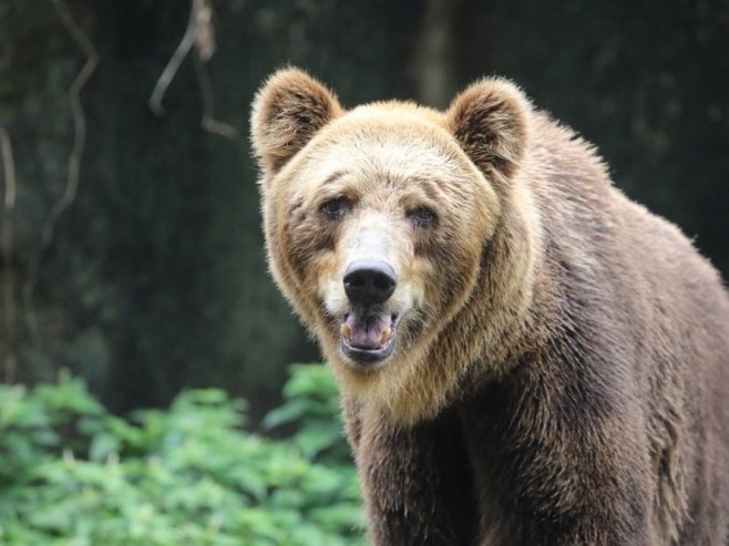 Kanada: Medvjed povrijedio 11 ljudi