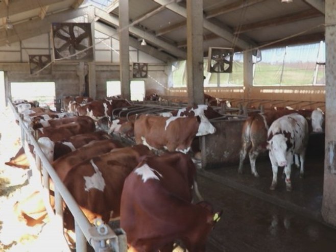 U Crnči kod Dervente jedna od najsavremenijih farmi krava u Srpskoj (VIDEO)